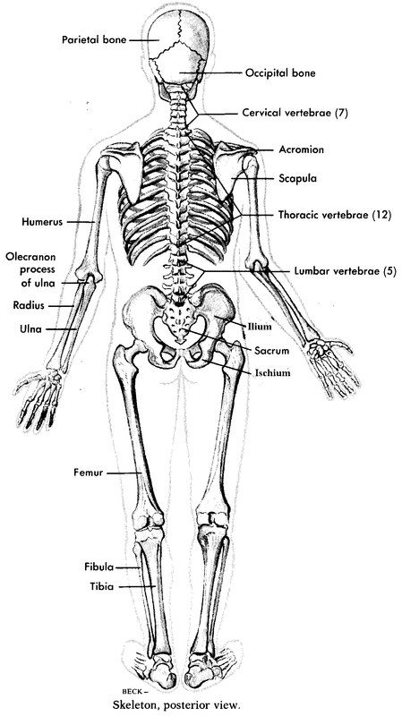 Skeletal System - Alex Haefner's Bayside Medical Portfolio